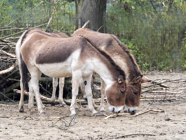 Kiang Equus Hemionus Holdereri Skupina Vzácných Asijské Osly — Stock fotografie