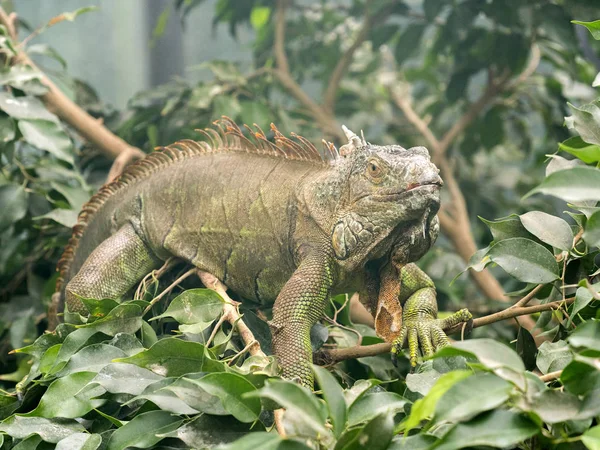 Potężny Mężczyzna Oddział Green Iguana Iguana Iguana — Zdjęcie stockowe