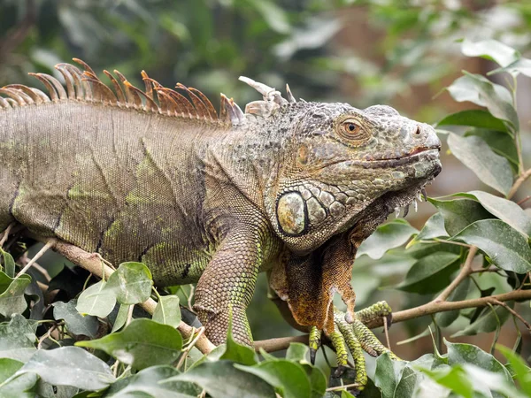 Potężny Mężczyzna Oddział Green Iguana Iguana Iguana — Zdjęcie stockowe