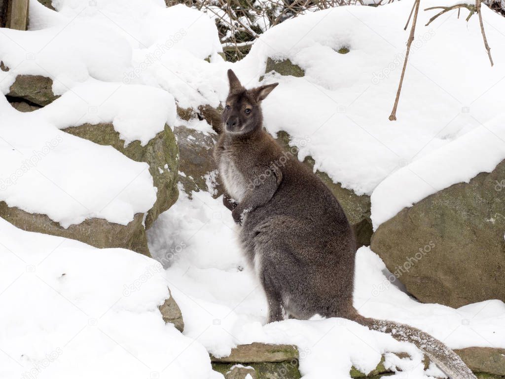 Bennett's wallaby, Macropus rufogriseus is surprised by snow