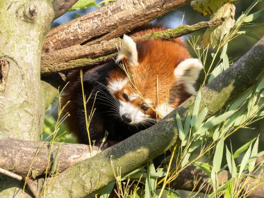 Red panda, Ailurus fulgens, bambu besleniyor