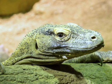 Komodo ejderi, Varanus komodoensis, en büyük kertenkele olduğunu