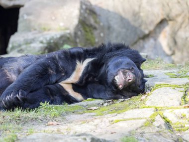 Asya siyah ayı, Ursus thibetanus yalan