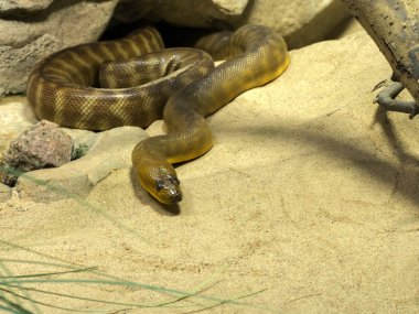 Ramsay's python, Aspidites ramsayi, güzel bir Avustralya non-zehirli yılan