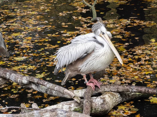 Далматинский Пеликан Pelecanus Crispus Сидящий Ветке Над Водой — стоковое фото