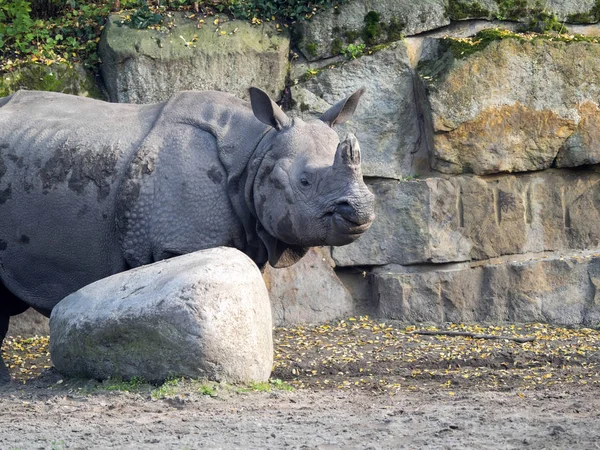 Индийский Носорог Носорог Единорог Взрослая Женщина — стоковое фото