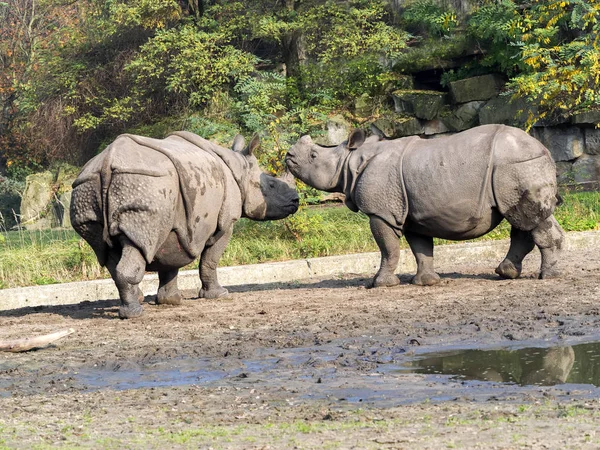 Indian Rhinoceros Rhinoceros Unicornis Adult Female — Stock Photo, Image