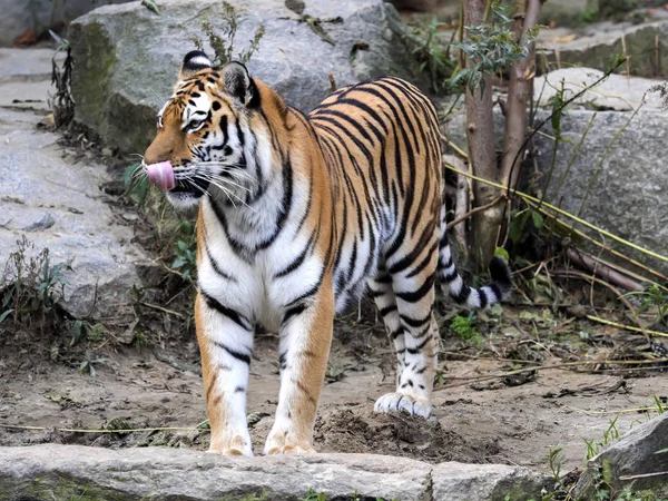 Amur Tiger Panthera Tigris Altaica Lame Hábitat Pedregoso — Foto de Stock