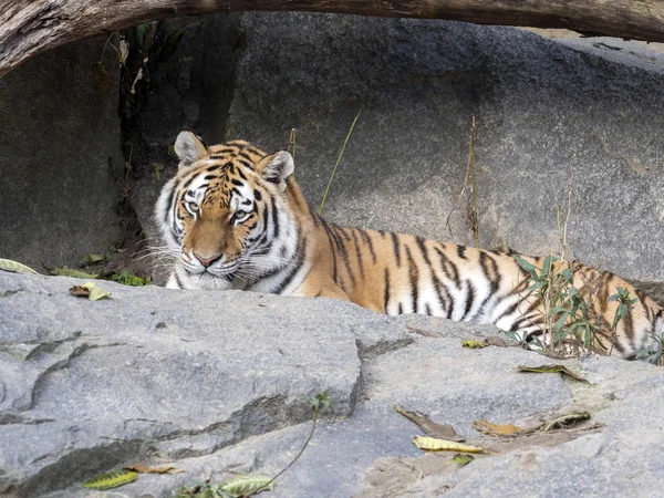 Amur Tiger Panthera Tigris Altaica Acostado Sobre Piedra — Foto de Stock