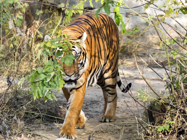 Αρσενικό Ινδοκινέζικη Τίγρη Ενηλίκων Panthera Tigris Corbetti Κρυμμένη Στους Θάμνους — Φωτογραφία Αρχείου