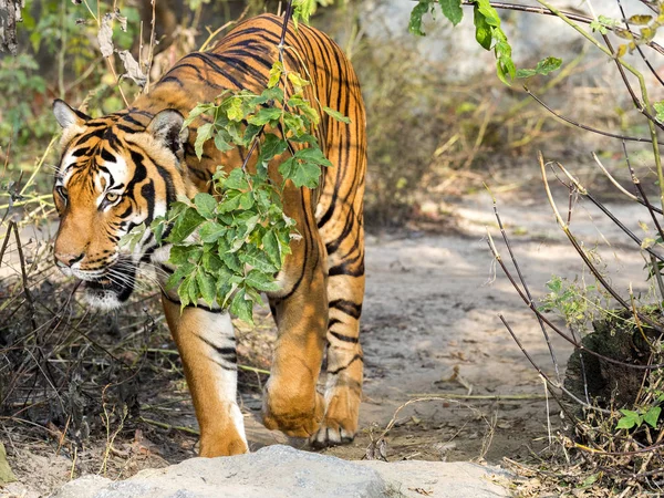 Adulte Mâle Tigre Indochinois Panthera Tigris Corbetti Caché Dans Les — Photo