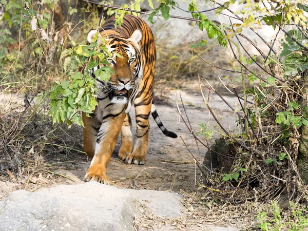 Volwassen Mannelijke Indo Chinese Tijger Panthera Tigris Corbetti Verborgen Struiken — Stockfoto