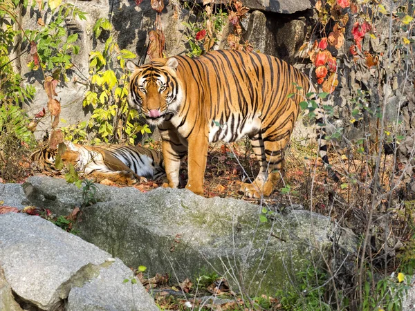 Adulte Mâle Tigre Indochinois Panthera Tigris Corbetti Caché Dans Les — Photo