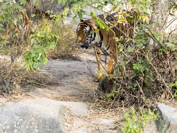 Adulte Mâle Tigre Indochinois Panthera Tigris Corbetti Caché Dans Les — Photo