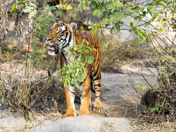 Взрослый Индокитайский Тигр Panthera Tigris Corbetti Спрятанный Кустах Наблюдая Окружающей — стоковое фото