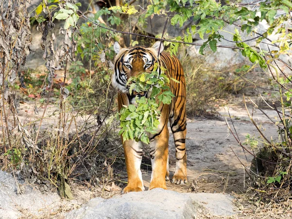 Volwassen Mannelijke Indo Chinese Tijger Panthera Tigris Corbetti Verborgen Struiken — Stockfoto