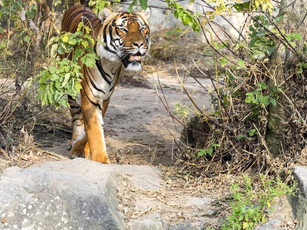 Взрослый Индокитайский Тигр Panthera Tigris Corbetti Спрятанный Кустах Наблюдая Окружающей — стоковое фото