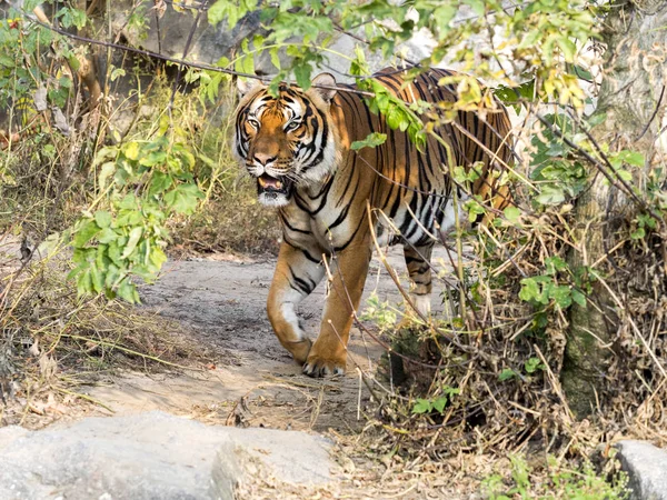 Volwassen Mannelijke Indo Chinese Tijger Panthera Tigris Corbetti Verborgen Struiken — Stockfoto