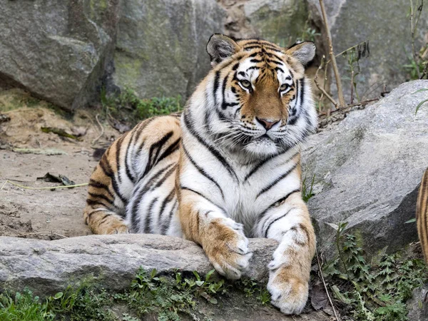 Amur Tiger Panthera Tigris Altaica Acostado Sobre Piedra —  Fotos de Stock