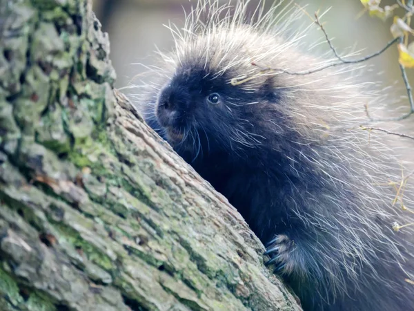 Landak Amerika Utara Erethizon Dorsatum Mendaki Pohon Dengan Baik — Stok Foto