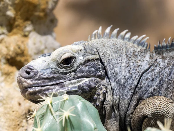 Iguana Ziemi Hispaniolan Cyclura Ricordi Iguana Ziemi Duży — Zdjęcie stockowe