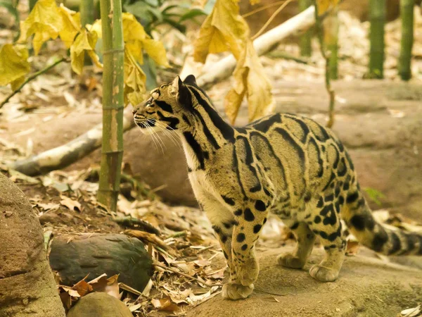 beautiful mountain cat Clouded leopard, Neofelis nebulosa