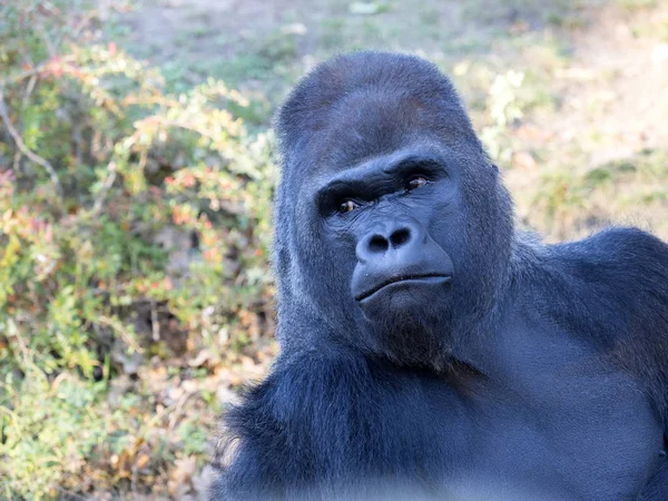 Portrait Mâle Gorille Des Basses Terres Ouest Gorille — Photo