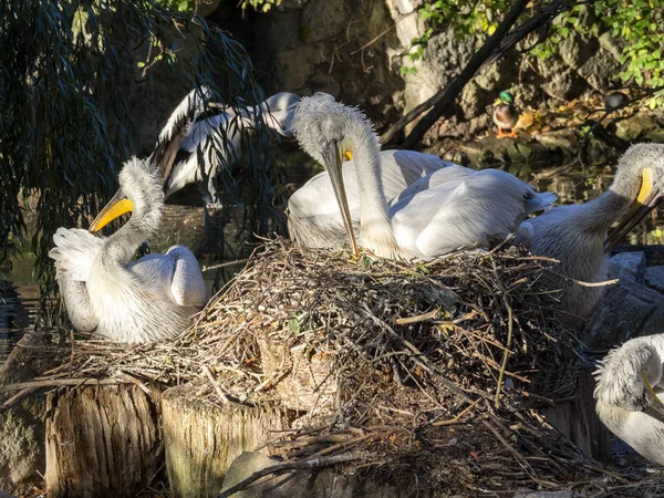 Pelikan Pelecanus Crispus Auf Dem Nest — Stockfoto