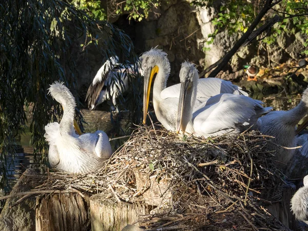 Dalmatian Pelican Pelecanus Crispus Nest — Stock Photo, Image