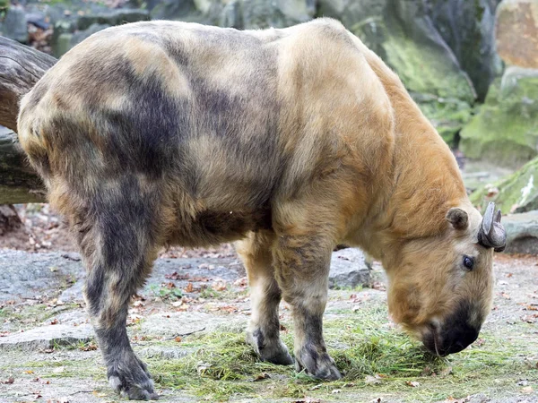 Sichuan Takin Budorcas Tybetu Tybetańskiej Jest Potężny Zwierząt Żyjących Chińskich — Zdjęcie stockowe