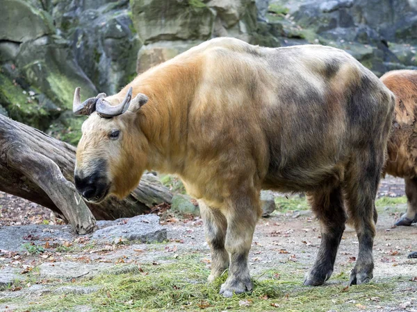 Sichuan Takin Budorcas Tibetano Tibetano Poderoso Animal Que Vive Las — Foto de Stock