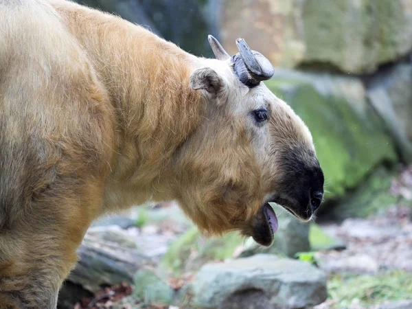 Sichuan Takin Budorcas Tibétain Tibétain Est Animal Puissant Vivant Dans — Photo