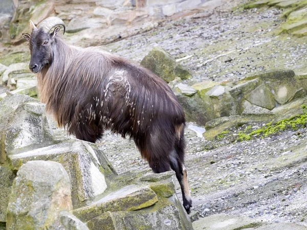 Himalayan Tahr Hemitragus Jemlahicus Horská Koza — Stock fotografie