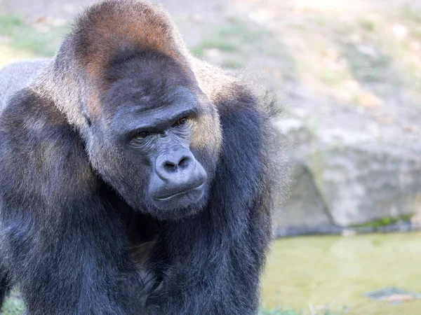 Portrait Mâle Gorille Des Basses Terres Ouest Gorille — Photo