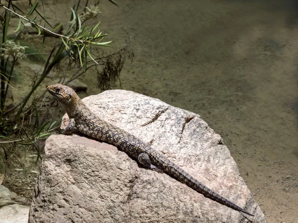 Cunningham Krátkonožkou Egernia Cunninghami Australský Ještěr Sedící Kameni — Stock fotografie