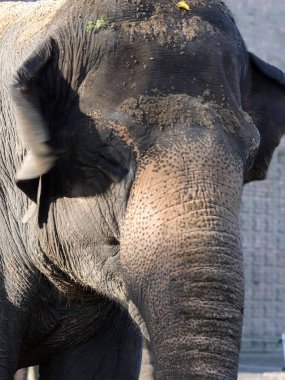 kadın Asya fili, Elephas maximus portresi