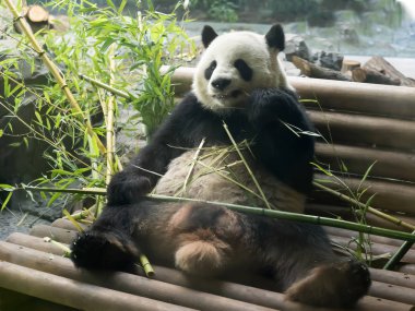 Dev Panda, Ailuropoda melanoleuca bambu beslenir.