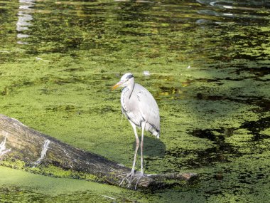 Gri balıkçıl, Ardea cinerea, Avrupa'da yaygındır