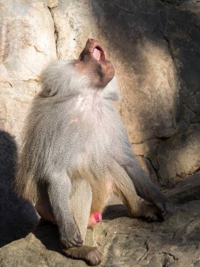 Yetişkin Erkek, Hamadryas babunu Papio hamadryas esneme