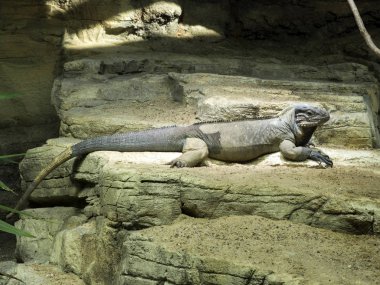 Gergedan, Cyclura cornuta, bir büyük dünya iguana iguanası