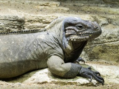 Gergedan, Cyclura cornuta, bir büyük dünya iguana iguanası