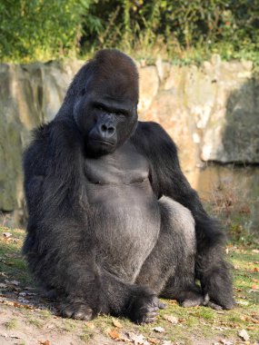 Güçlü gümüş-beck erkek batı ova Gorilla goril