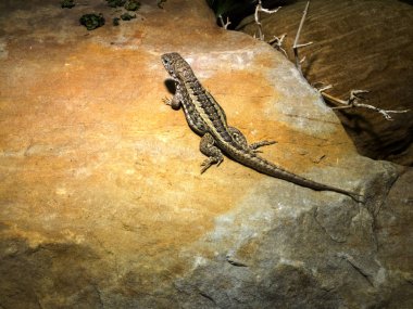 küçük kertenkele Leiocephalus srcheibersi    