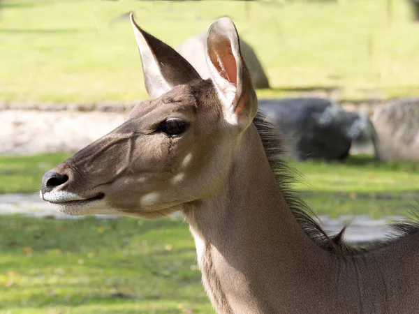 Portret Większa Kudu Kobiece Tragelaphus Strepsiceros — Zdjęcie stockowe