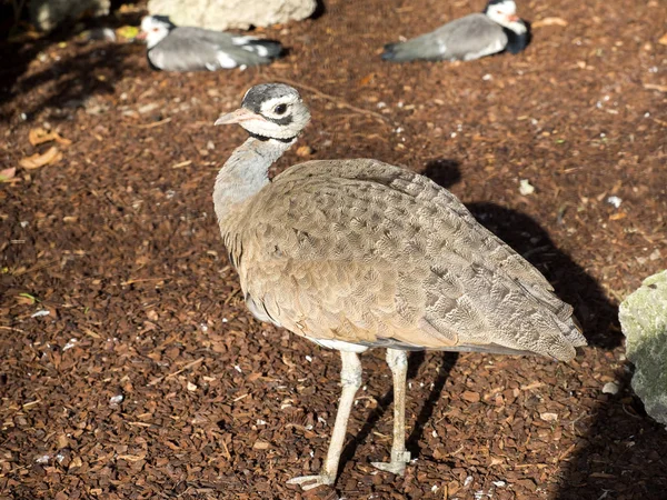 Eupodotis Senegalensis White Bellied Ωτίς Κατοικεί Αφρικανικές Σαβάνες — Φωτογραφία Αρχείου