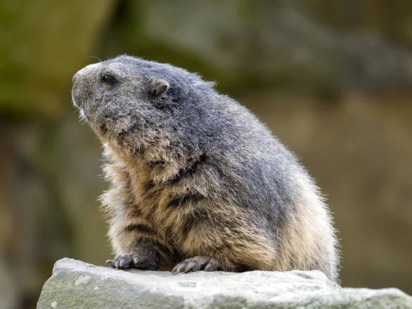 Marmota Alpina Marmota Marmota Desde Las Piedras Elevadas Observando Los — Foto de Stock