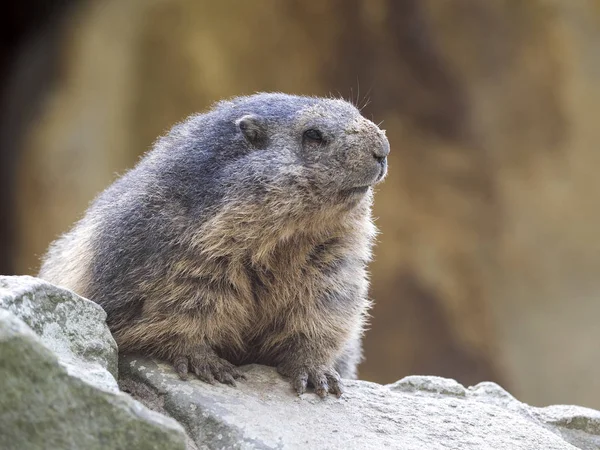 Marmota Alpina Marmota Marmota Desde Las Piedras Elevadas Observando Los — Foto de Stock