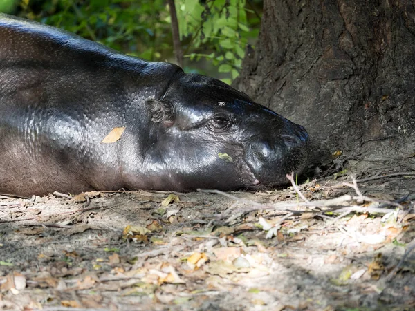 Retrato Pygmy Hippopotamus Choeropsis Liberiensis — Fotografia de Stock