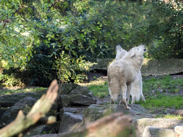 two Hudson Bay wolf, Canis lupus hudsonicus, they know with their heads raised