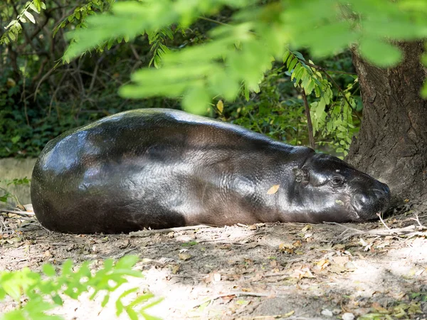 Pigmeja Choeropsis Liberiensis Leżą Cieniu — Zdjęcie stockowe